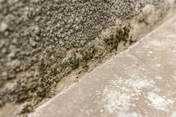 Damaged old foundation with moss.