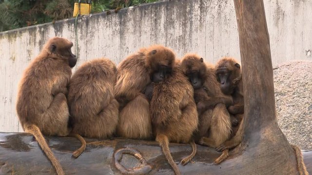 Groups of monkeys warming up each other from the rain at the Zoo