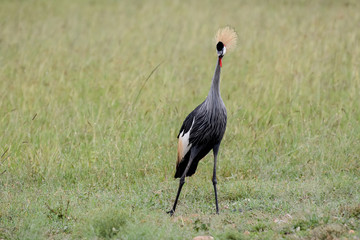 Bird in MAssai Mara