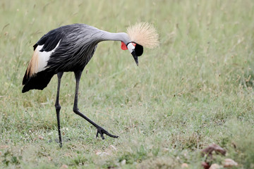 Bird in MAssai Mara