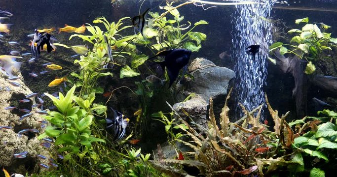 school of freshwater fish, scalar in the aquarium. underwater plants algae