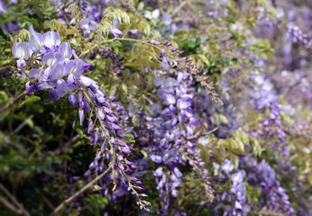Wisteria violet outdoor.Wisteria purple flowers on a natural background.Wisteria purple brush colors	