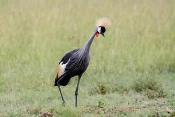Bird in MAssai Mara
