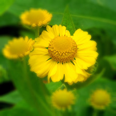 Flowers in an English Country Garden.