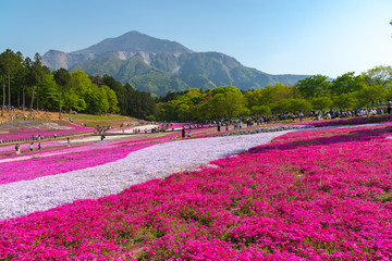 View of Pink moss (Shibazakura, Phlox subulata) flower at Hitsujiyama Park. The hills are filled with pink, red, blue, white flowers. Shibazakura festival in Chichibu city, Saitama Prefecture, Japan.