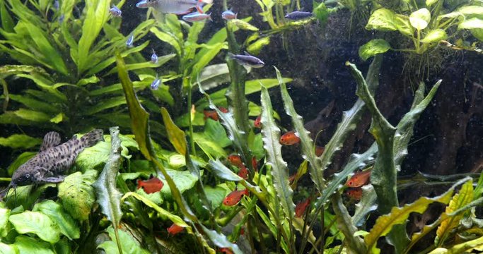 school of freshwater fish, scalar in the aquarium. underwater plants algae