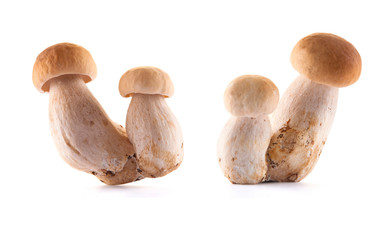 Edible mushroom isolated on white