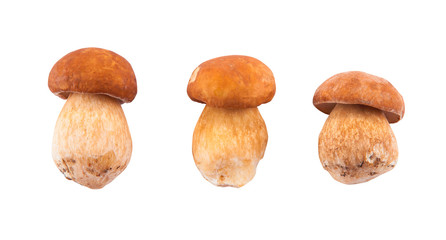 Edible mushroom isolated on white