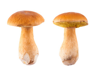 Edible mushroom isolated on white