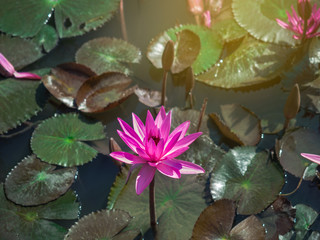 Close-up of isolated blooming pink water lily or lotus flower with leaves in a pond.