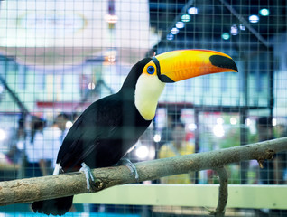 Close-up colorful toucan on tree branch in a cage.