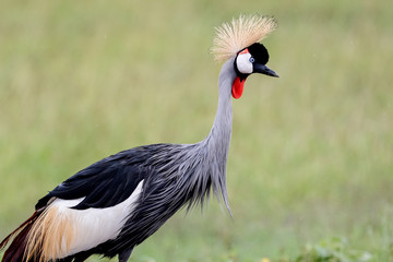 Bird in MAssai Mara