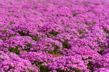 Obraz premium close-up small delicate pink white moss (Shibazakura, Phlox subulata) flowers full blooming on the Ground in sunny spring day. Shibazakura festival in Hitsujiyama Park, Chichibu city, Saitama, Japan