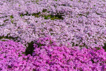 close-up small delicate pink white moss (Shibazakura, Phlox subulata) flowers full blooming on the Ground in sunny spring day. Shibazakura festival in Hitsujiyama Park, Chichibu city, Saitama, Japan