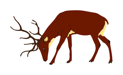 Deer vector illustration isolated on white background. Reindeer, proud Noble Deer male in forest or zoo. Powerful buck with huge neck and antlers standing. Red deer.
