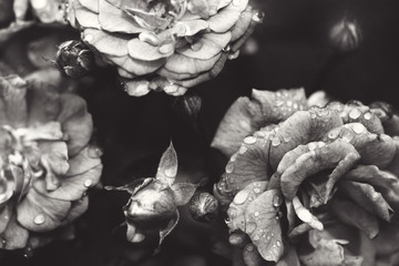 delicate flowering shrub with roses and wild rose