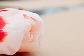 card of congratulations and tulips on a light craft background. selective focus. nature