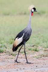 Bird in MAssai Mara