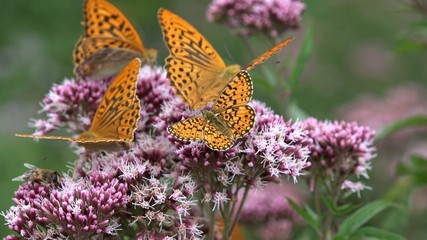 Obraz premium Flying Butterflies, Butterfly on Flower in Nature, Garden View with Insects