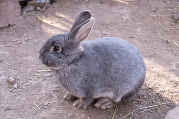 grey bunny rabbit resting, Germany