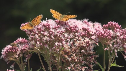 Flying Butterflies, Butterfly on Flower in Nature, Garden View with Insects