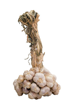 Garlic bulb cluster with root on white background