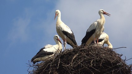 Storks Nest on a Pole, Birds Family Nesting, Flock of Storks in Sky, Nature View