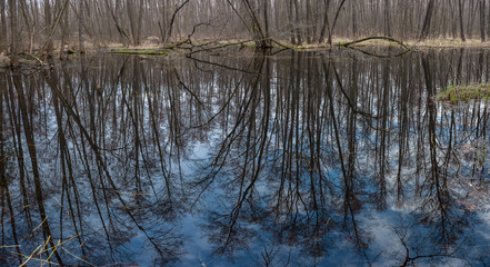 Spring landscape with alder forest