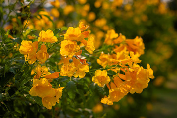 Yellow elder, Trumpetbush, Trumpetflower, Yellow trumpet-flower, Yellow trumpetbush