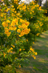 Yellow elder, Trumpetbush, Trumpetflower, Yellow trumpet-flower, Yellow trumpetbush