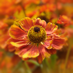 Flowers in an English Country Garden.