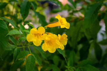 Fototapeta premium Yellow elder, Trumpetbush, Trumpetflower, Yellow trumpet-flower, Yellow trumpetbush