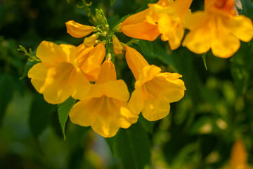 Yellow elder, Trumpetbush, Trumpetflower, Yellow trumpet-flower, Yellow trumpetbush