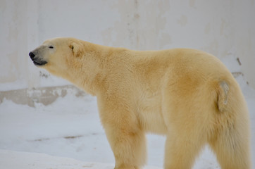 polar bear