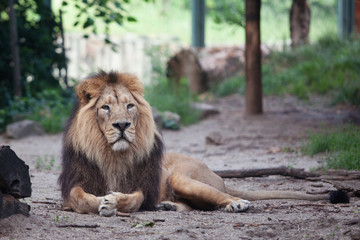 Obraz na płótnie Canvas portrait of a large beautiful lion