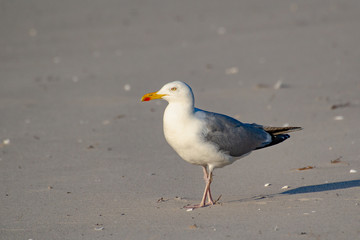 Moeve auf Sand