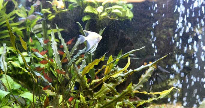 school of freshwater fish, scalar in the aquarium. underwater plants algae
