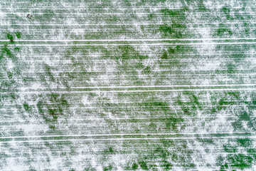 Green field with winter crops. Fields covered with snow.