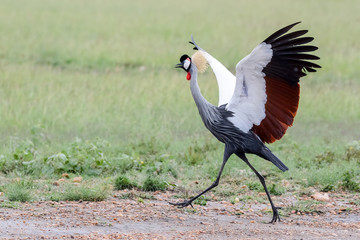 Bird in MAssai Mara