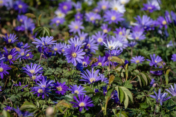 Marguerites bleues