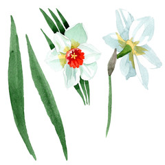White narcissus floral botanical flower. Watercolor background set. Isolated narcissus illustration element.