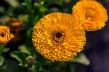 fully bloom seasonal flowers in field