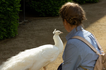 girl looks at a white peacock