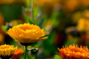 fully bloom seasonal flowers in field