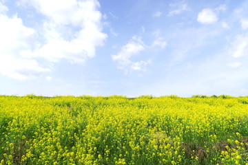 Fototapeta premium 江戸川土手に咲く菜の花風景