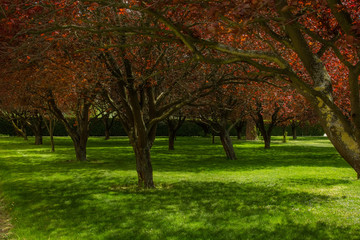 trees in the park in spring