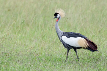 Bird in MAssai Mara
