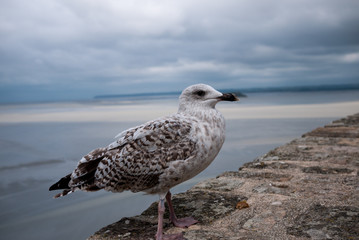 Seagull close up