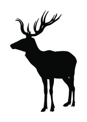 Deer vector silhouette isolated on white background. Reindeer, proud Noble Deer male in forest or zoo. Powerful buck with huge neck and antlers standing. Red deer grazing grass. 