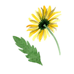 Yellow daisy floral botanical flower. Watercolor background illustration set. Isolated daisybushes illustration element.